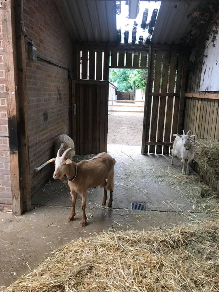 Photo of one brown and one white goat