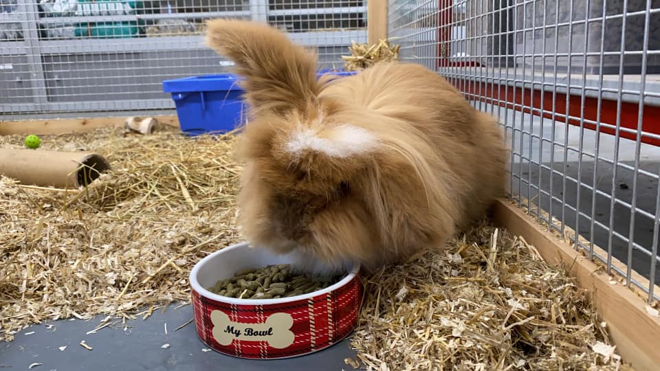 Photo of one fluffy brown rabbit eating from a bowl