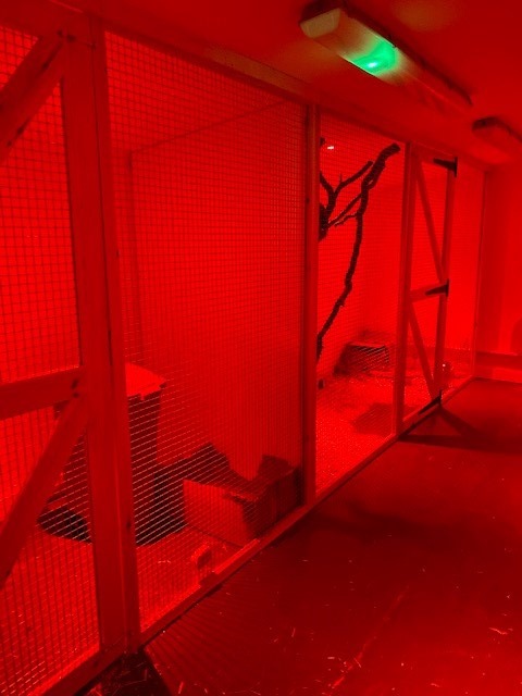 Photo of two cages with a red light glow