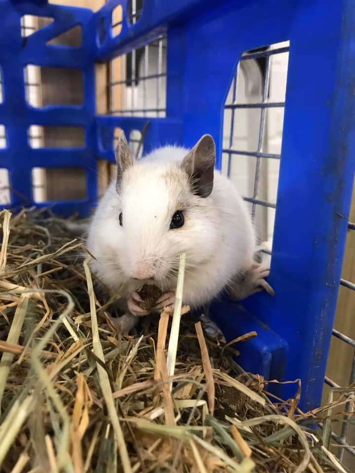 Photo of white mouse holding a piece of food looking at the camera