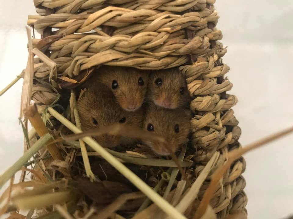 Photo of small rodents looking out from a woven home
