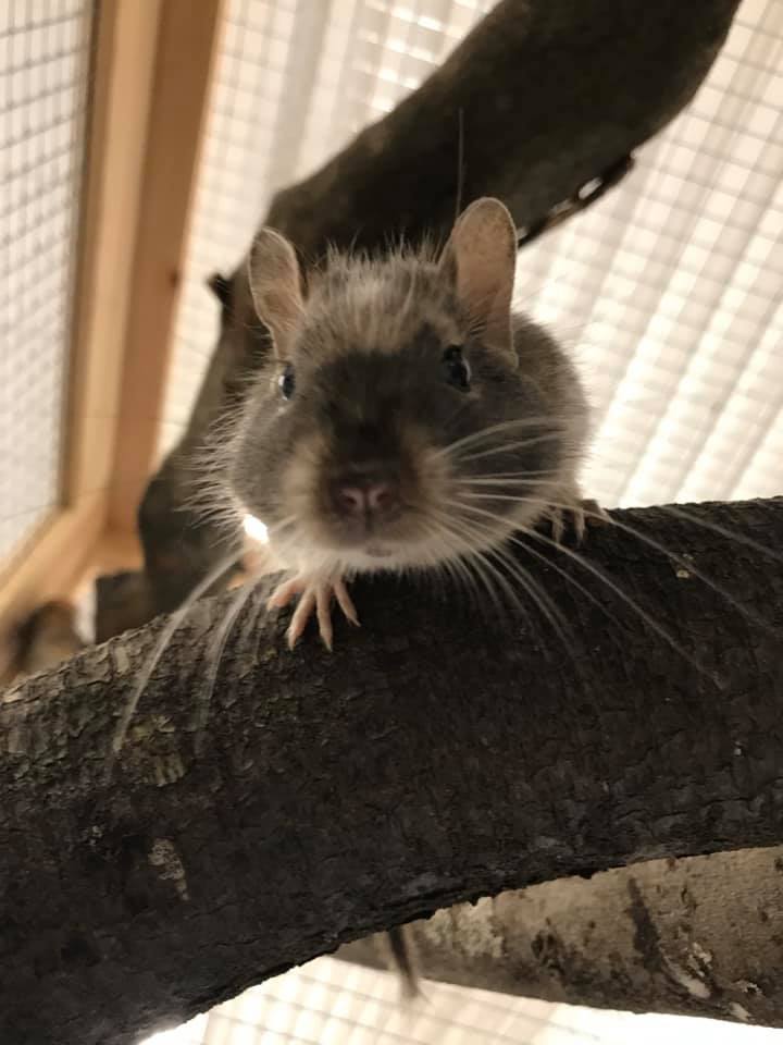 Close up of a small grey rodent on a branch looking at the camera