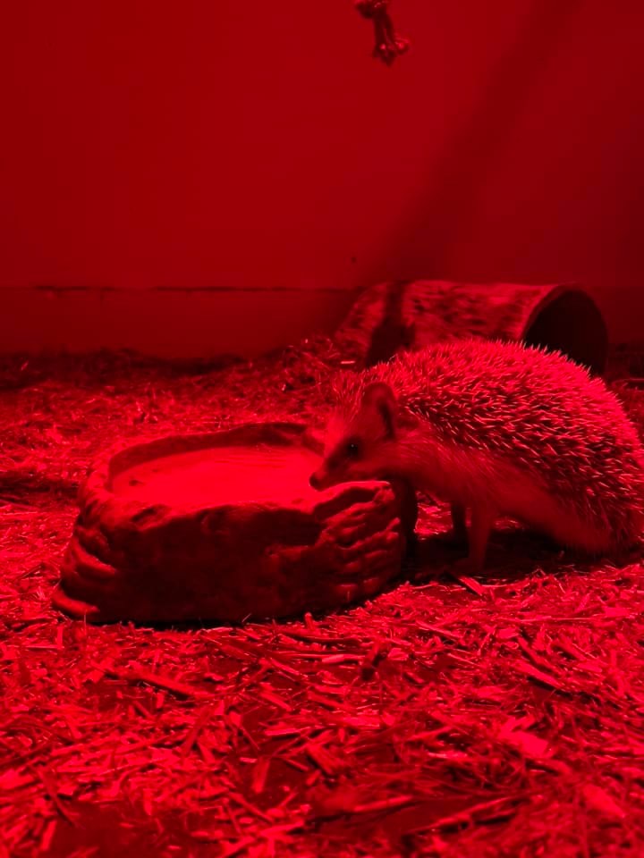 Photo of a hedgehog drinking from a bowl with a red light lighting the enclosure