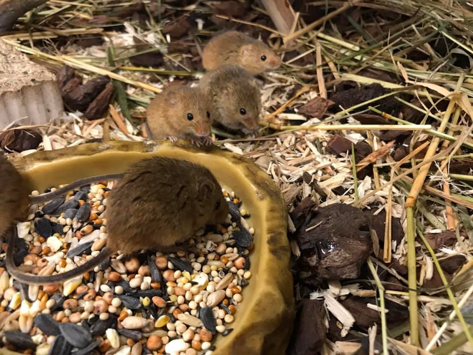 Photo of five small rodents eating and sitting around a plate of food