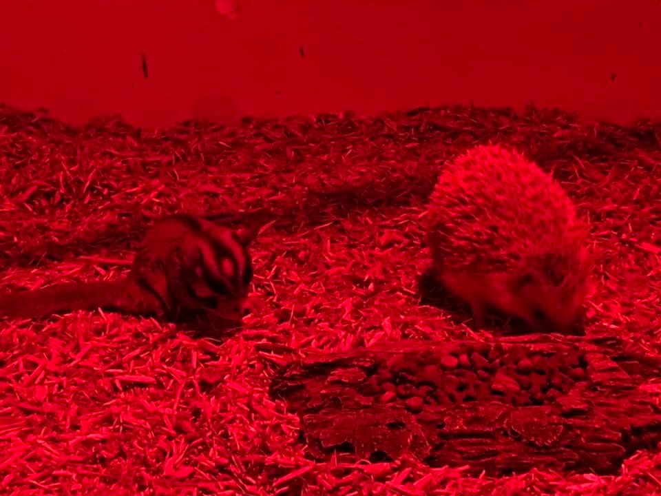 Photo of two different small animals in a red lit enclosure