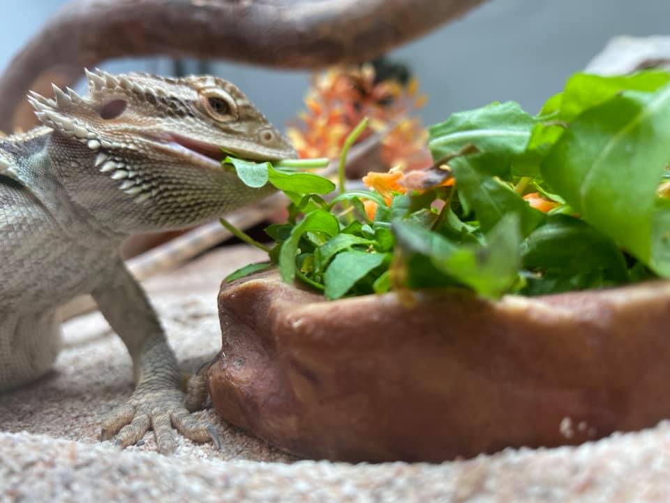 Close up photo of a lizard eating leaves