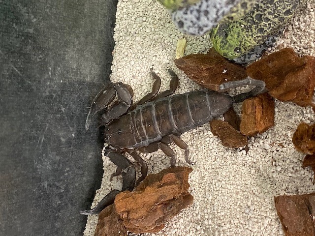 Photo of a scorpion in an enclosure